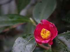 IMGP0520