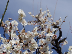 IMGP0275