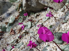 IMGP0451