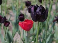 IMGP1574