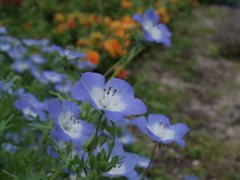IMGP1460