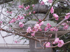 IMGP0618