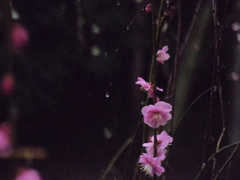 IMGP0700