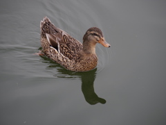 IMGP1182