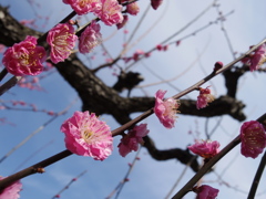 IMGP0269