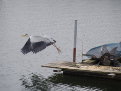 Take Off !!