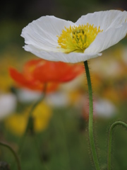 IMGP1481
