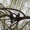 IMGP0835