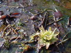 IMGP0470