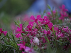 IMGP1246