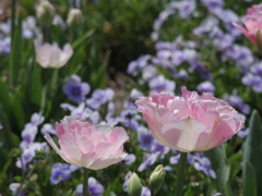 IMGP1530