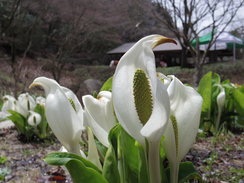 春の湿地 その２