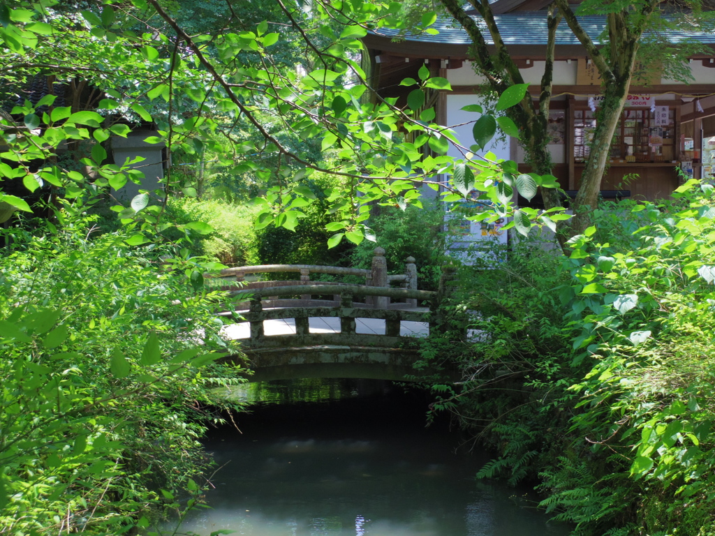 初夏の木漏れ日と架かる橋