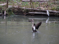 IMGP0951