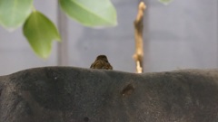 すずめ