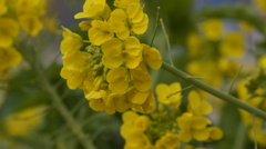 菜の花