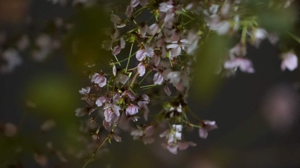 夜桜 ①