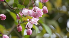 花海棠