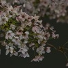 夜桜 ②