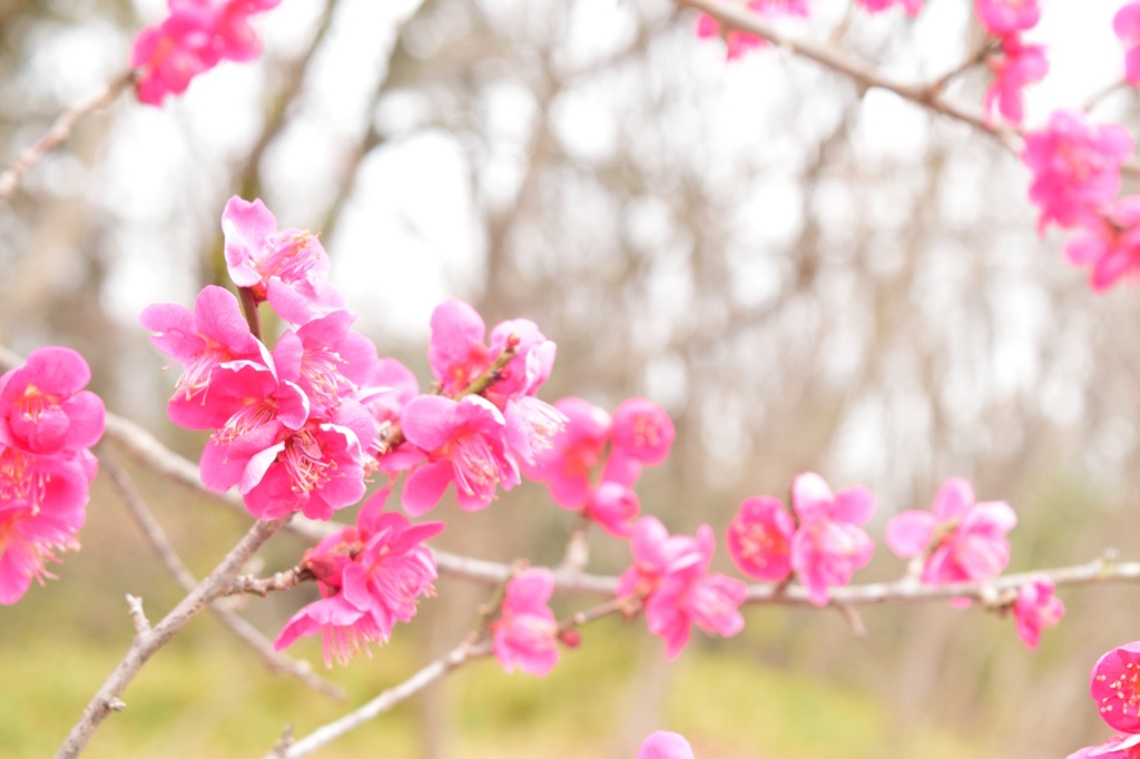 梅の花