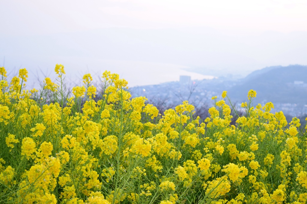 吾妻山公園の菜の花畑