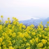 吾妻山公園の菜の花畑