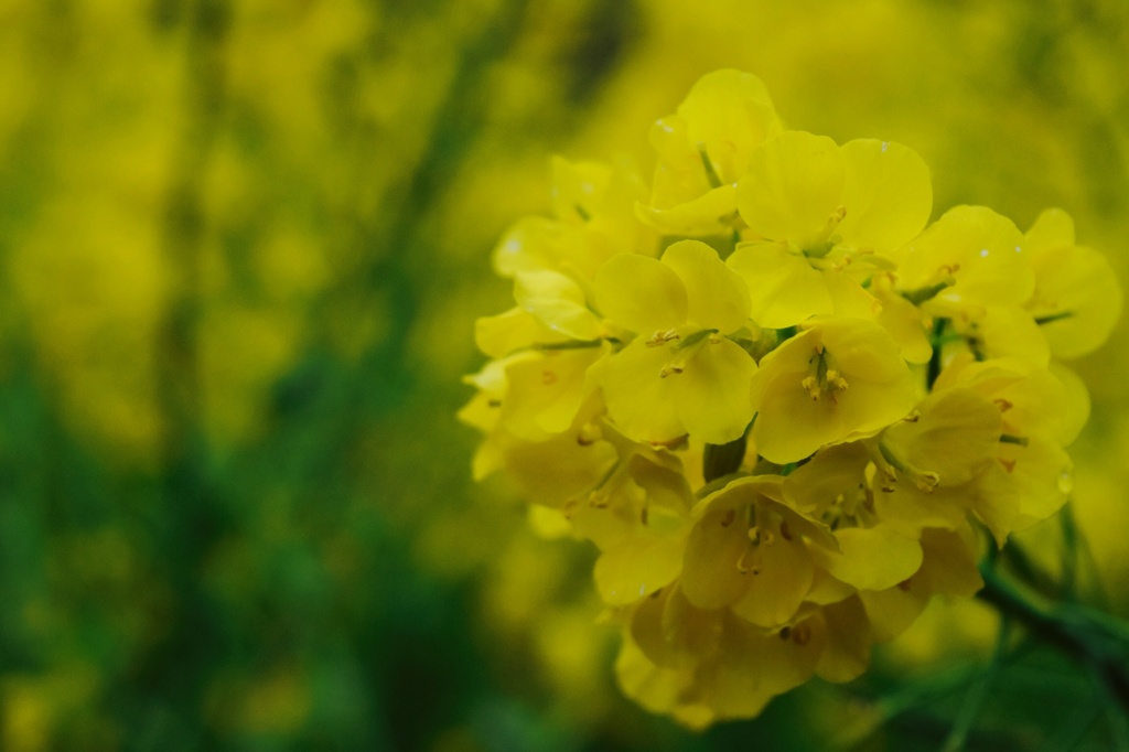 菜の花