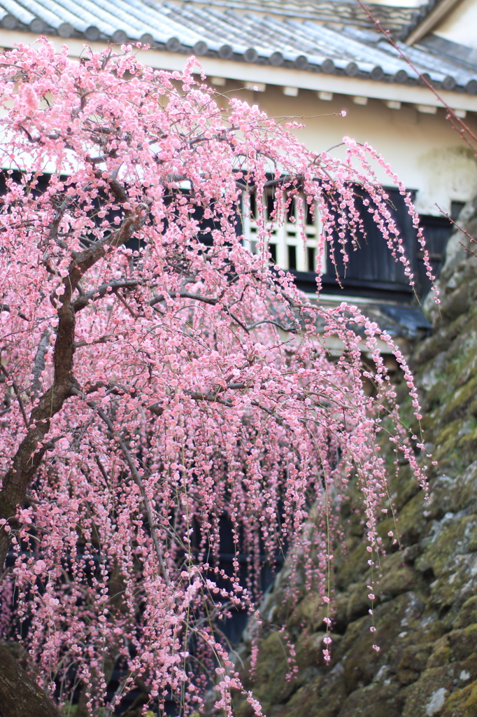 高知城枝垂れ桜2