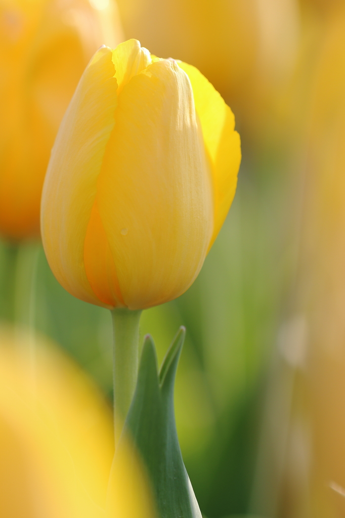 はにかんでピース