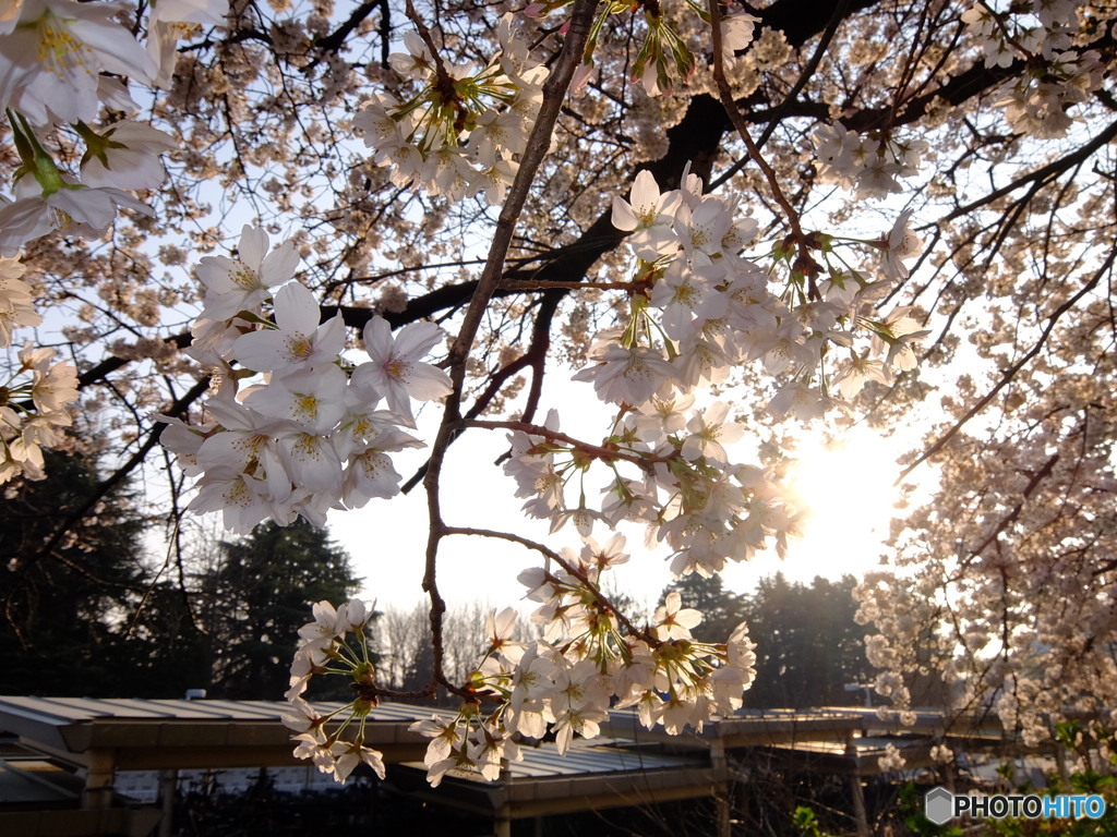 華 #27