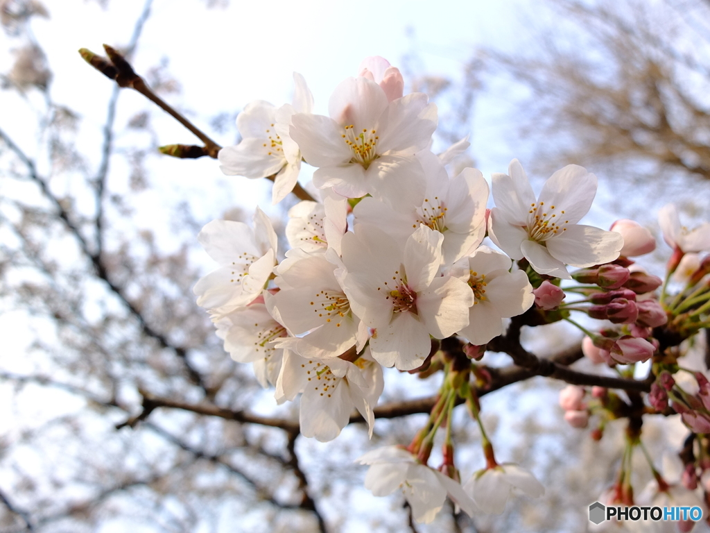 華 #20