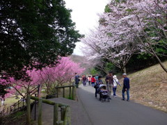 桜Road。
