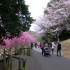 桜Road。