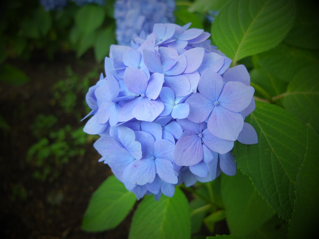 紫陽花　青。