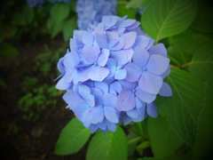 紫陽花　青。