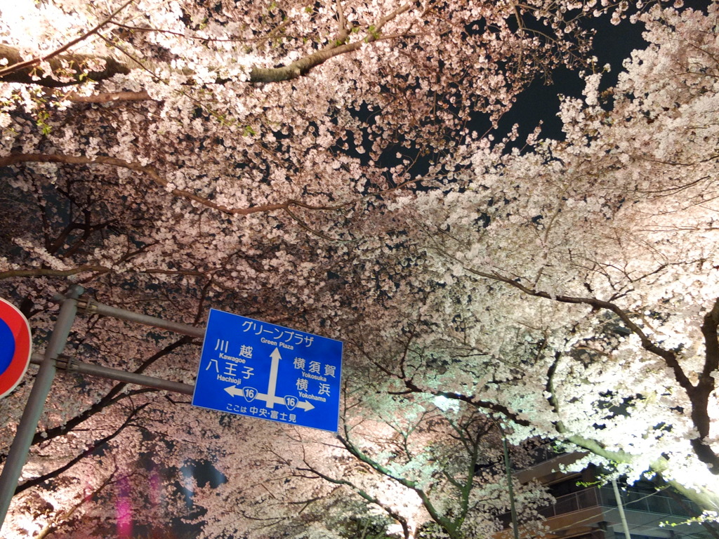 夜桜1。