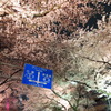 夜桜1。