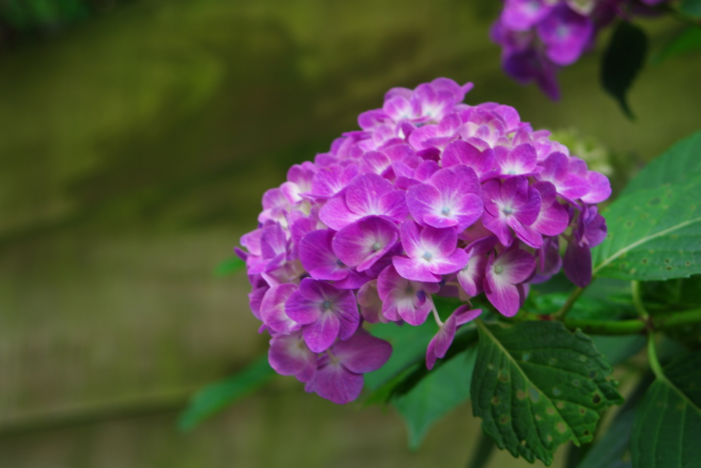 華 #296