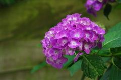 華 #296