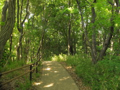 木陰の小道