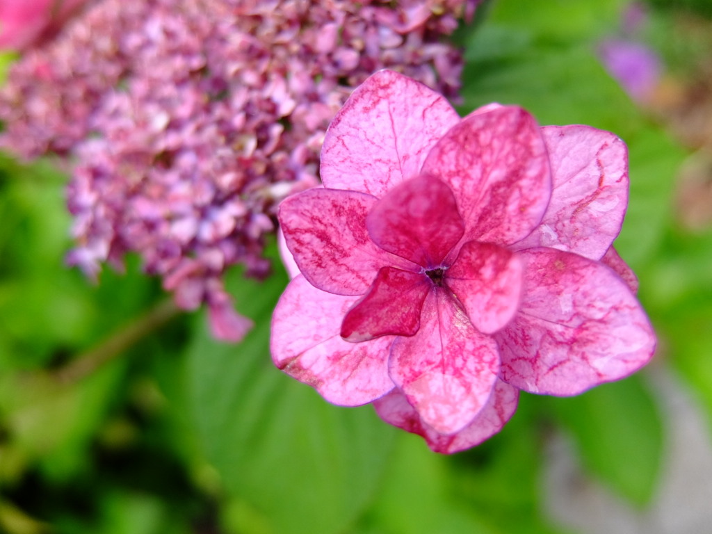 華 #74