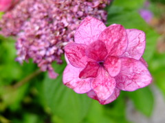 華 #74