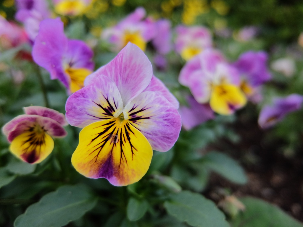 華 #95
