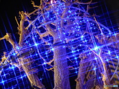 BLUE SHOWER