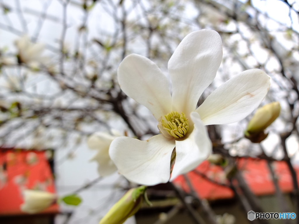 華 #17
