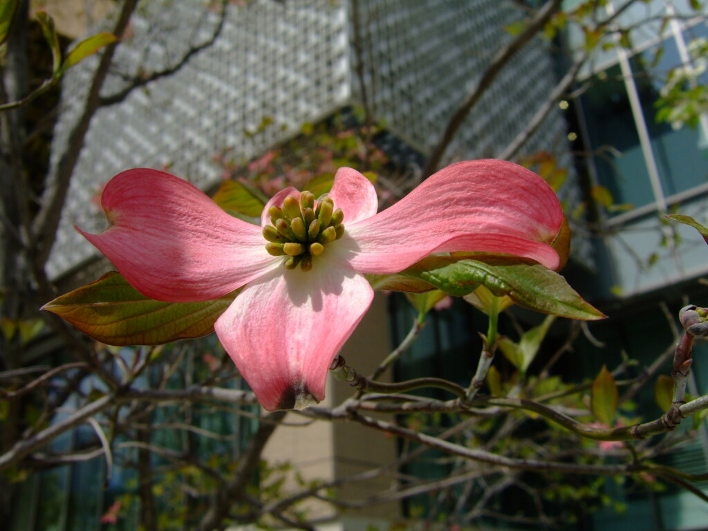 華 #286