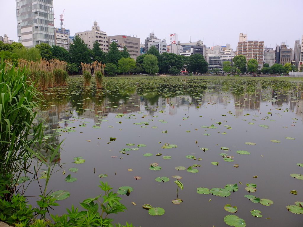 上野不忍池1。