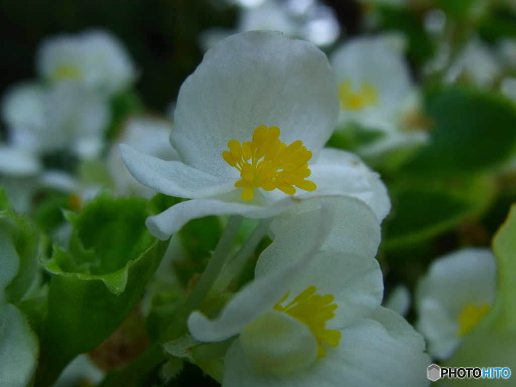 RICOH  初マクロ2。