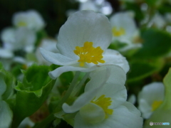 RICOH  初マクロ2。