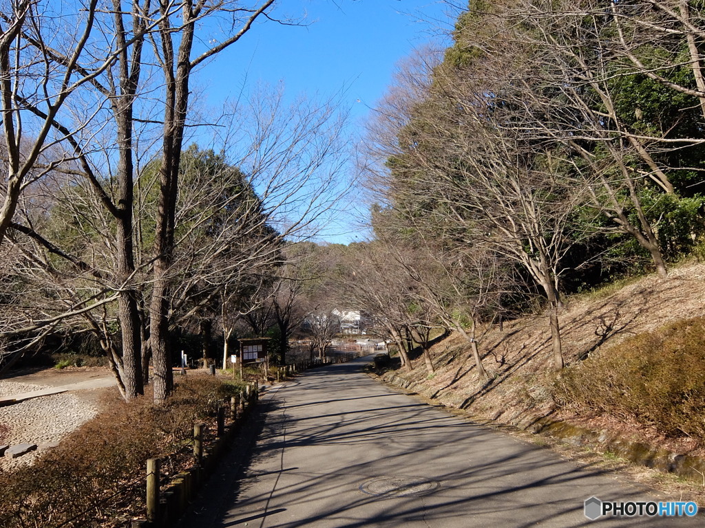 横浜四季の森公園より #10